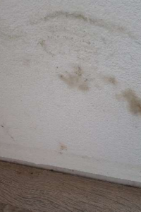 Condensation/Mold